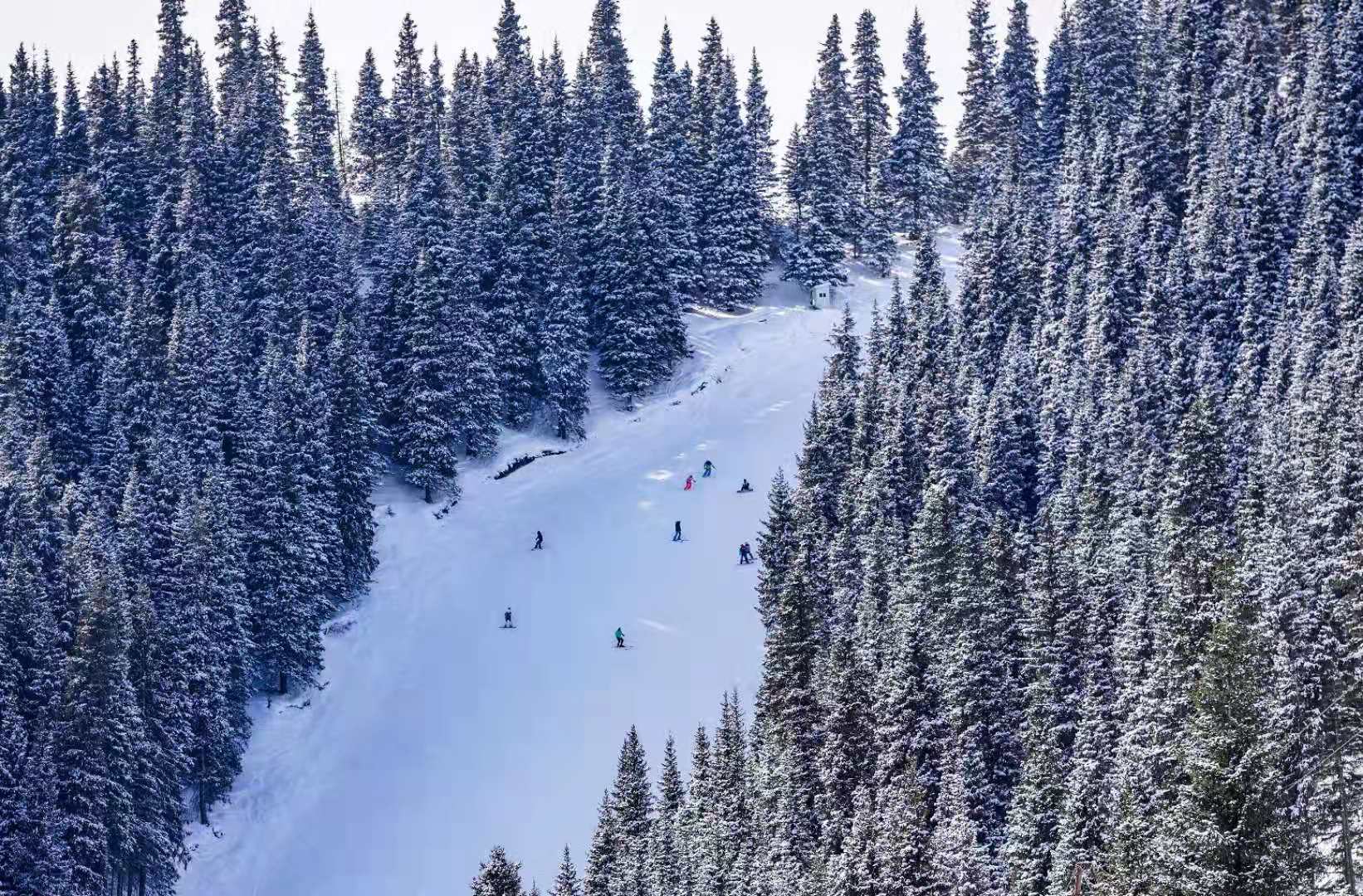 新疆滑雪 新疆滑雪