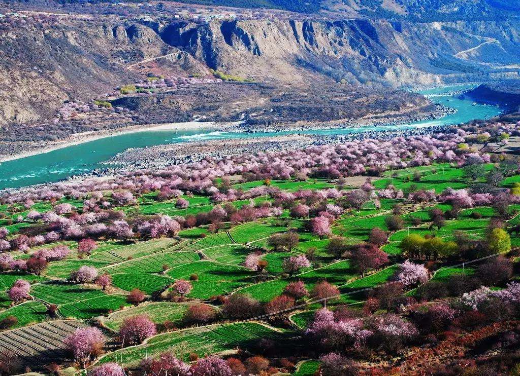 塔什库尔干县杏花