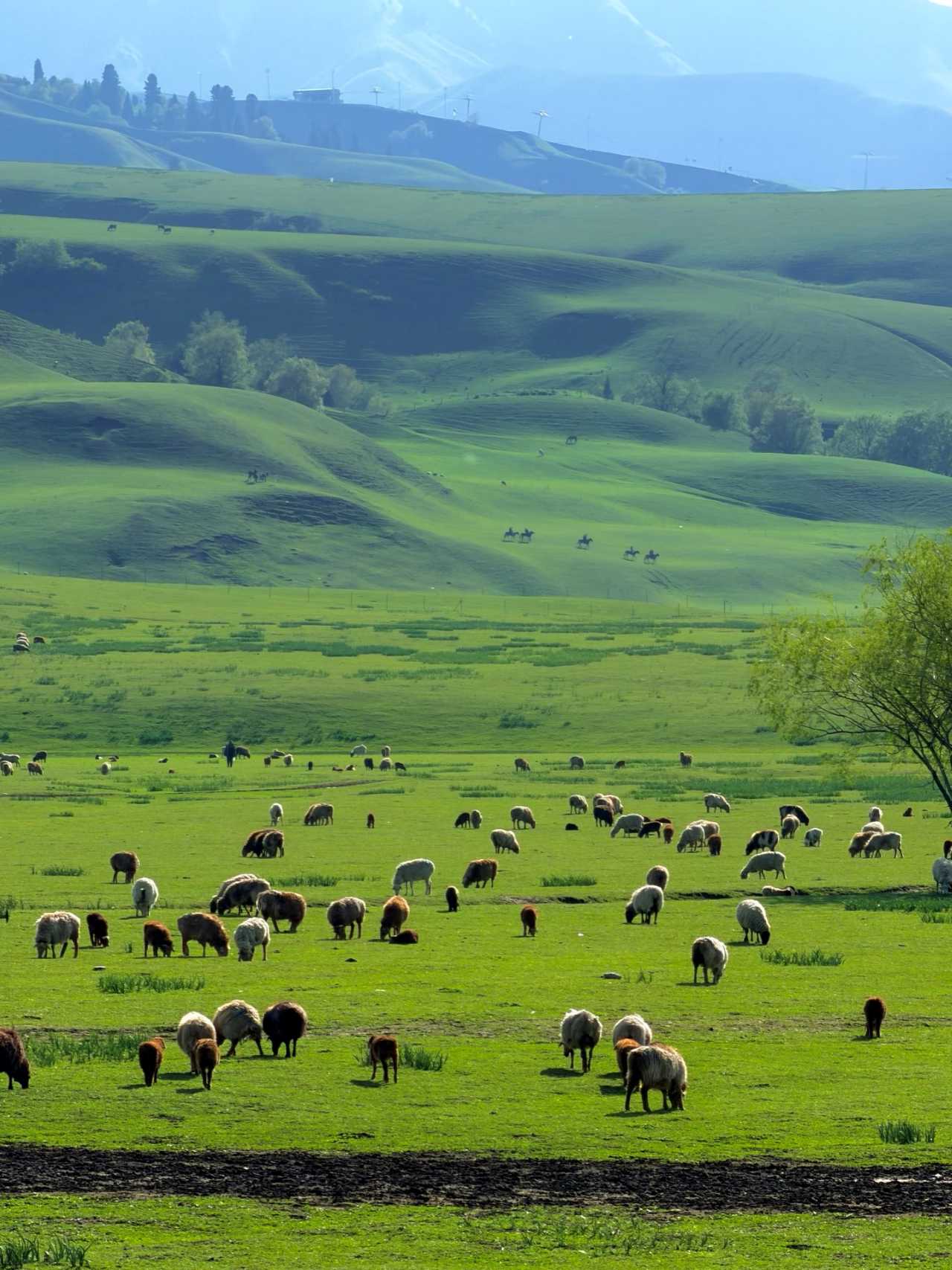 80ac924d86a5ee01cfba134996f16cbc